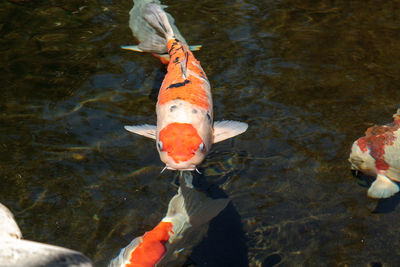 High angle view of koi carps swimming in water