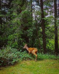 Deer in a forest