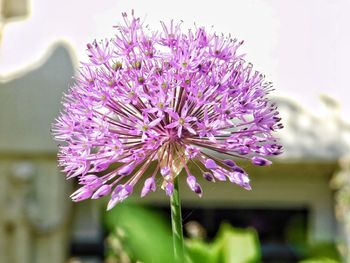 Close-up of purple flowering plant