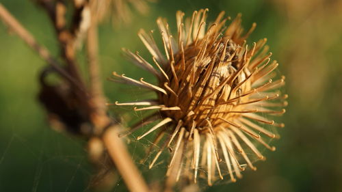 Close-up of plant