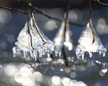 Close-up of frozen hanging lights