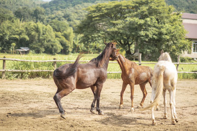 Horses in a field