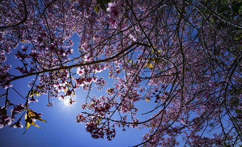Low angle view of cherry blossoms against sky