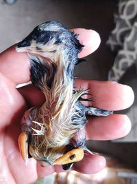 Midsection of person holding dog