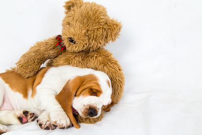 Close-up of dog relaxing on floor