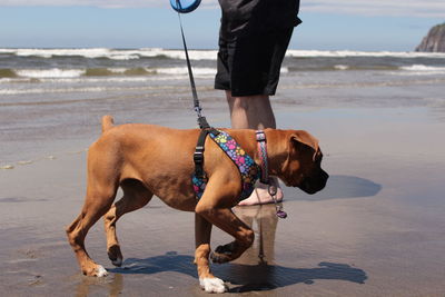 Boxer puppy going for a walk on the beach