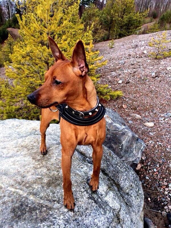 dog, animal themes, domestic animals, mammal, one animal, pets, full length, brown, standing, portrait, looking at camera, pet collar, high angle view, outdoors, pet leash, day, nature, walking, front view, sunlight