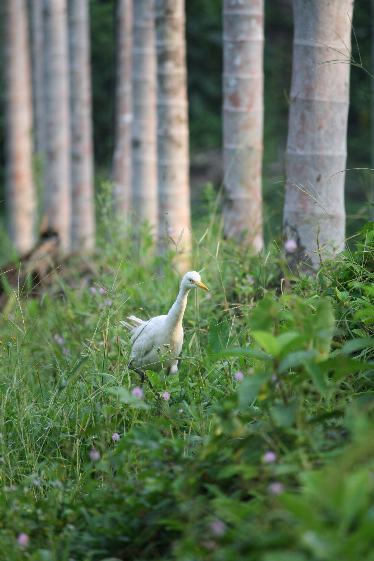 Bird outdoors