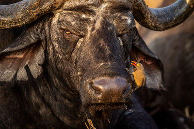 Close-up of cow