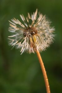 Close-up of thistle