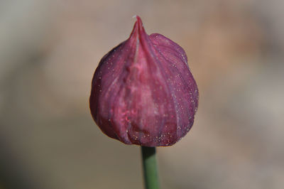 Close-up of water drops on flower