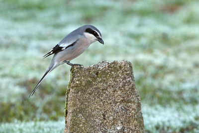 Close-up of bird perching on rock