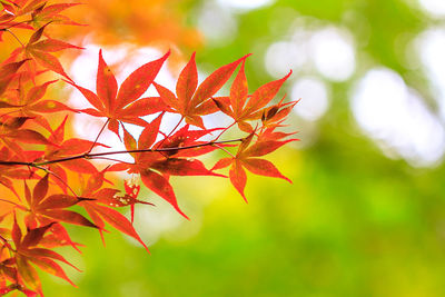 Close-up of maple leaves on tree during autumn