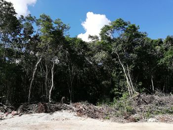 Low angle view of trees against sky in forest