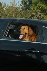 Dog sitting in car