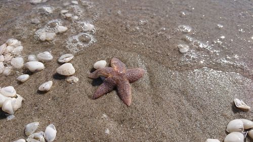 High angle view of crab on sand