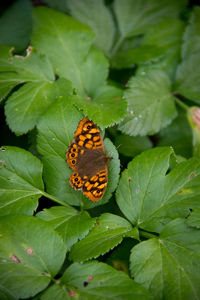 High angle view of butterfly on leaf