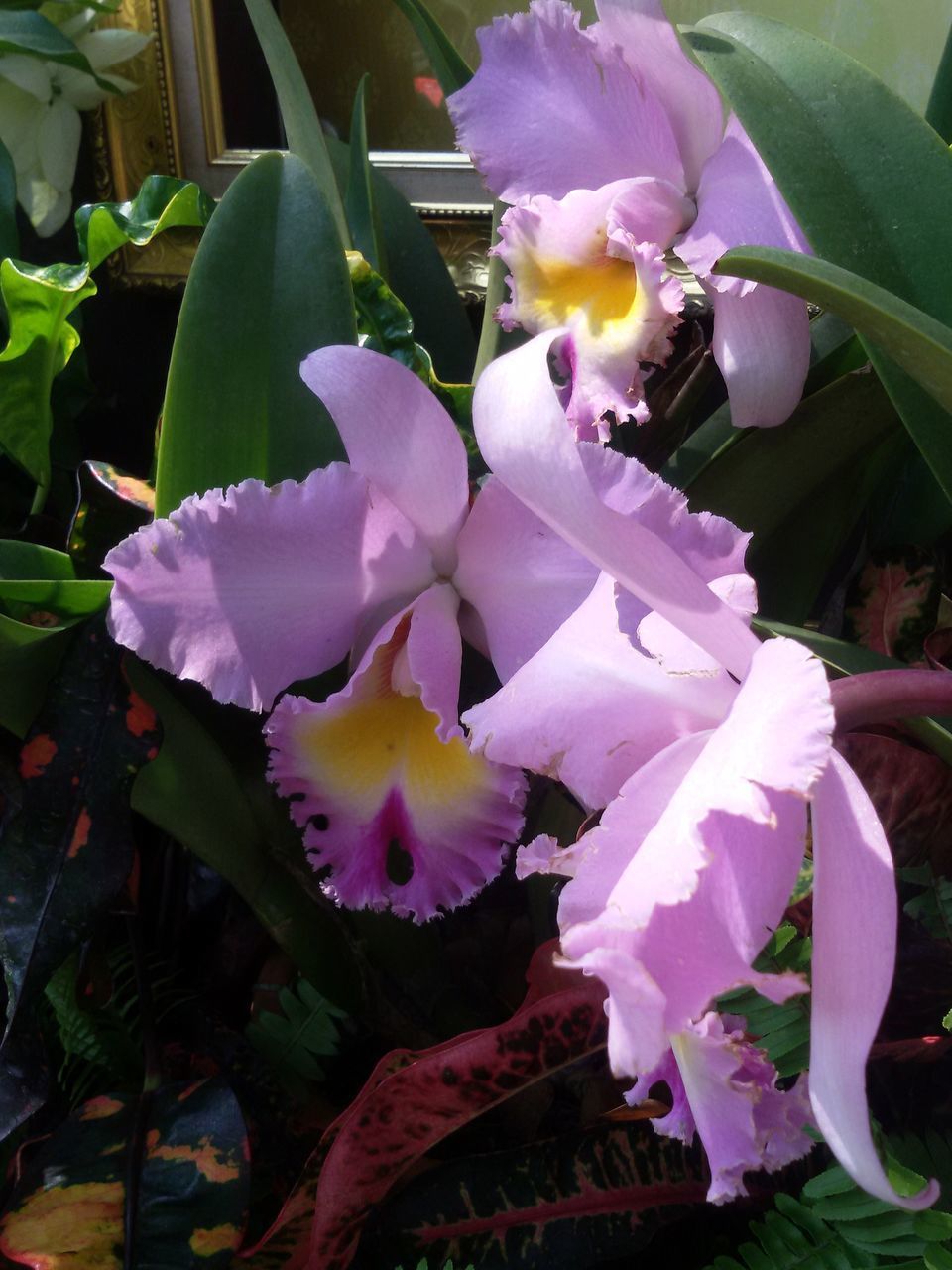 CLOSE-UP OF PURPLE FLOWER