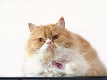 Close-up portrait of a cat against white background