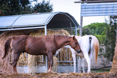 Horse standing in ranch