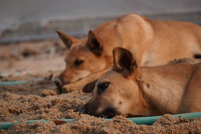 View of two dogs resting on land