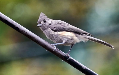 Close-up of bird perching on branch