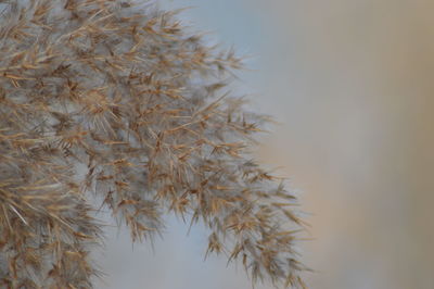 Low angle view of flower tree against sky