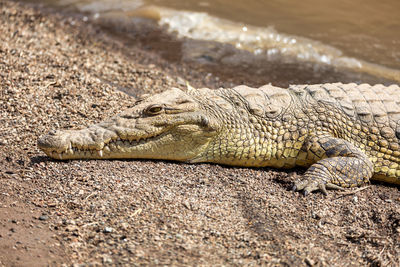 Close-up of a lizard on a field