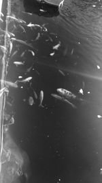 Close-up of fishes swimming in water