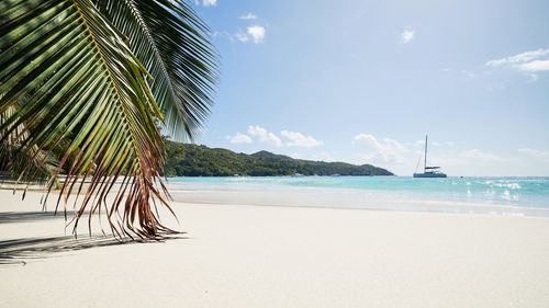 Palm trees on beach against sky