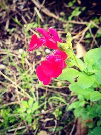 Close-up of red flowers blooming outdoors