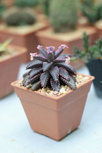 Close up plant on the table