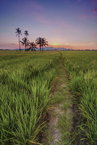 Scenic view of agricultural field against sky at sunset