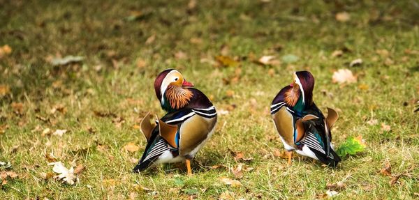 Birds on field