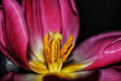 Close-up of day lily blooming outdoors