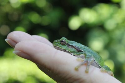 Close-up of hand holding lizard