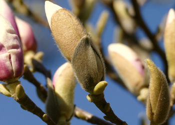 Close-up of flower buds on branch