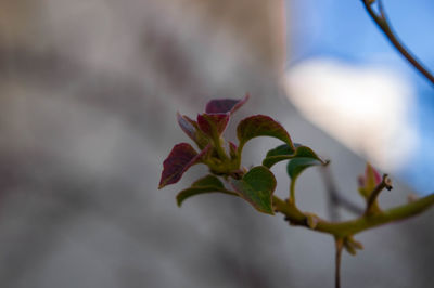 Close-up of flower against blurred background