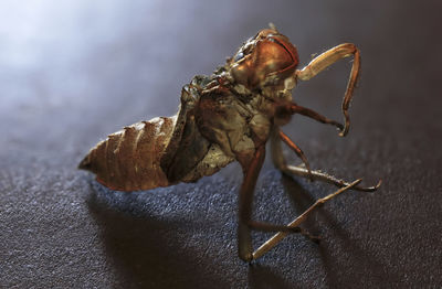 Close-up of empty motling of a dragonfly