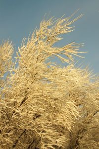 Close-up of wheat growing on field against clear sky