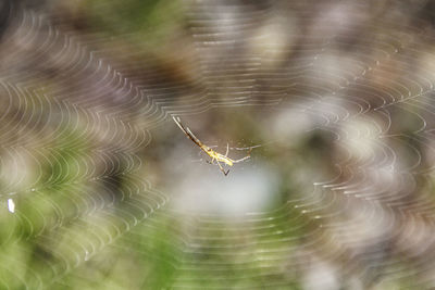 Close-up of spider on web