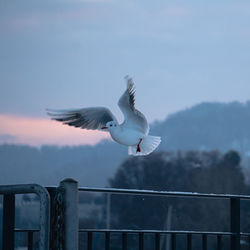 Low angle view of seagull flying