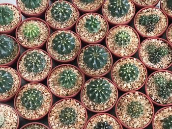 Full frame shot of succulent plants