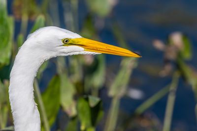 Close-up of great egret 