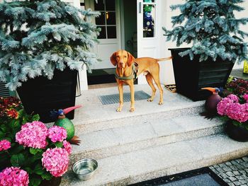 View of dog in flower pot