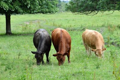 Cows grazing on field