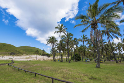 Scenic view of palm trees on field against sky