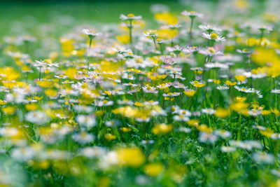 Close-up of flowers growing in grass