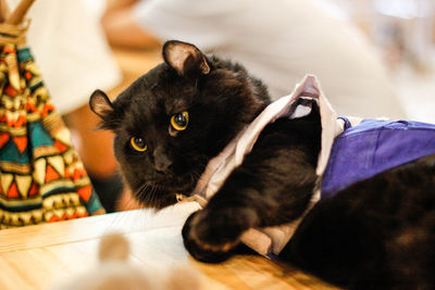 Close-up of cat on table