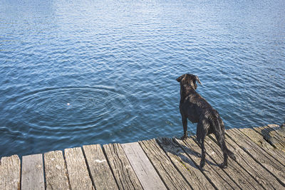 High angle view of dog on pier over lake